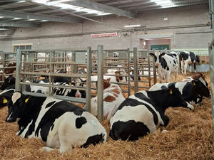 Supporting image for story: 'Rarely, if ever, has such well-bred and reared group been offered in an auction' - Pedigree herd brings in the crowds