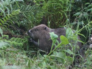 Supporting image for story: Beavers could help reverse ‘dramatic’ decline in pollinating insects – study