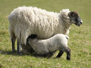 Supporting image for story: Shropshire farmers urged to check insurance during lambing season