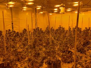 Supporting image for story: Arrest made after huge 1,000-plant cannabis farm raided in Dudley town centre