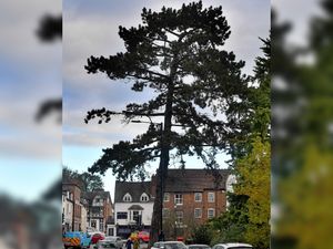 Supporting image for story: Iconic Bridgnorth tree that has stood proudly for a century to be felled by council