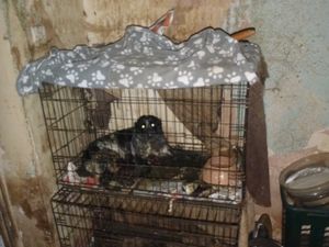 Supporting image for story: Three-year ban for Black Country man after inspectors find dead puppy in crate with others 'covered in urine and faeces'