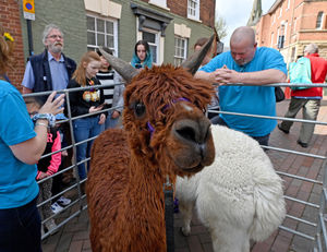 Alpacas were a popular attraction