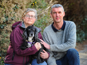 Supporting image for story: 'Traumatised' cocker spaniel attacked by two dogs in Shrewsbury park 