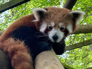 Supporting image for story: Dudley Zoo and Castle has week of Half Term events planned