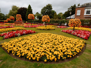 Supporting image for story: Commemorative Covid tree to be planted in Oswestry park