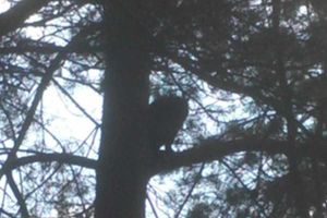 Supporting image for story