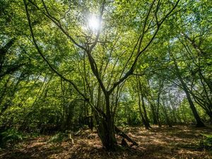 Supporting image for story: HS2’s clearances of ancient woodland halted by Transport Secretary