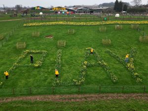 Supporting image for story: 50,000 daffodils make giant spring display for drivers on M6 in Staffordshire