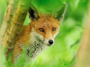 Supporting image for story: Peter Rhodes: Never underestimate this foxy issue