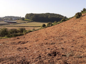 Supporting image for story: Future of Old Oswestry Hillfort unveiled