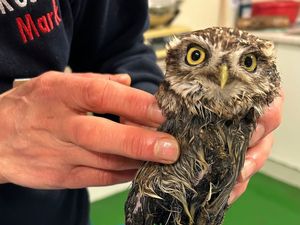 Supporting image for story: Owl that had lucky escape from glue trap is on road to recovery at Shropshire sanctuary