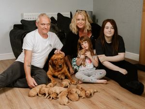 Supporting image for story: Family stunned as pet Labrador gives birth to 13 puppies