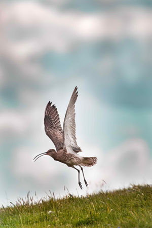 Curlew in flight. Credit Marlies Nicolai, GWCT