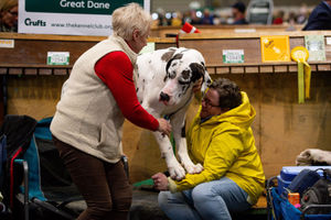 A Great Dane at the Birmingham National Exhibition Centre (NEC) during the third day of the Crufts Dog Show. PA Photo. Issue date: Saturday March 7, 2020. See PA story ANIMALS Crufts. Photo credit should read: Jacob King/PA Wire.