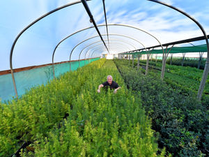 Supporting image for story: Thousands of tree saplings to be planted across Telford