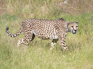 Supporting image for story: Safari park to build new animal homes