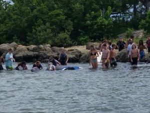 Supporting image for story: A group of teens helped to get a beached manatee back into the water