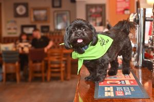 Rex spends his time making sure guests are enjoying their time at the pub.