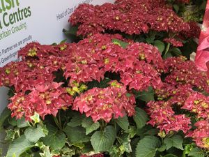 Supporting image for story: Garden centre group reaches target ahead of time