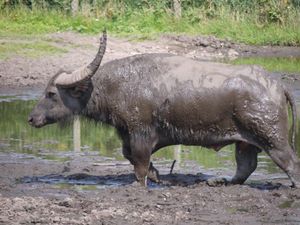 Supporting image for story: Man dies after water buffalo attack in Wales