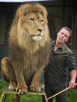 Thomas Chipperfield with Tsavo the lion