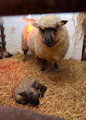 A ewe with her half an hour old lamb