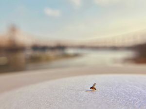 Supporting image for story: Fruit flies eat more and sleep less when they are lonely