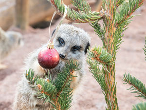 Supporting image for story: Meerkats get in festive spirit at West Midland Safari Park