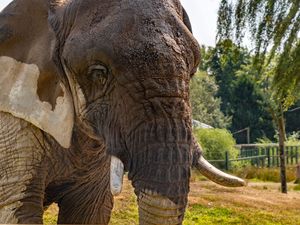 Supporting image for story: Safari park bids ‘very sad farewell’ to Scotland’s only African elephant