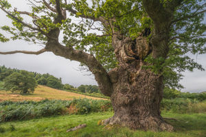 Gregynog's mighty oak - Tree of the Year nominee for 2024. Picture: Brad Carr.