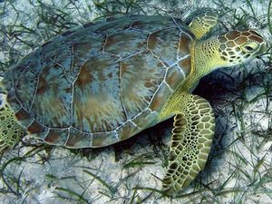 Supporting image for story: Crime-solving technology helps scientists track turtles from Egypt