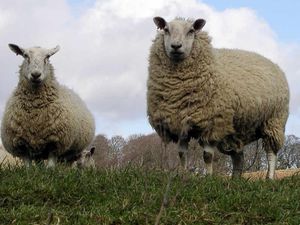 Supporting image for story: Pet sheep mauled to death by dog
