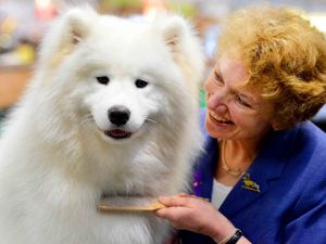 Supporting image for story: Crufts 2019: Full list of arena competitions, displays and times, plus other top events