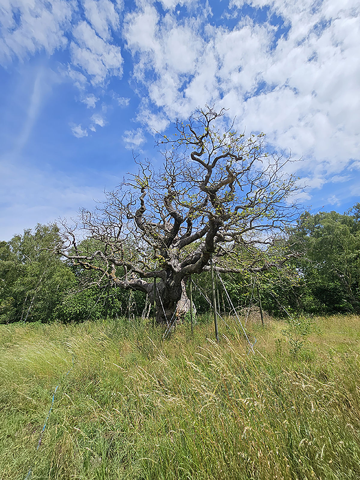 Summer drought posing danger to historic tree associated with Robin Hood