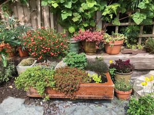 It is an interesting secret town garden on two levels behind a house