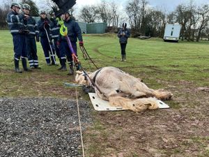 Supporting image for story: Poorly horse lifted back to his hooves by firefighters in Bridgnorth