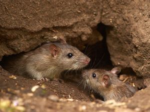 Supporting image for story: Raging hypocrisy. Peter Rhodes on online-bank bullies, a star on show and the end of the line for Ratty