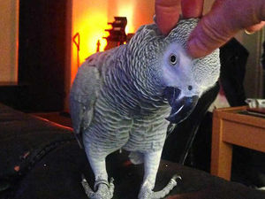 Supporting image for story: Search is on as Archie the parrot flies off from Shropshire home