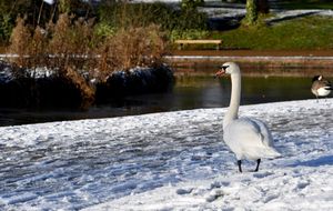 Snow in Telford Town Park. Photo: Tim Thursfield