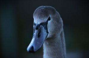 A photo of a swan by Year 4 (Primary) winner, Parker
