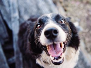 Supporting image for story: Review of order banning all dogs from Dudley play areas