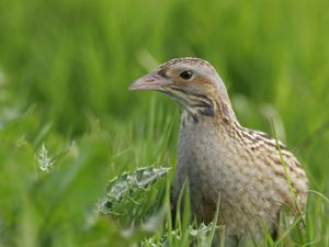 Supporting image for story: Conservationists celebrate resurgence of corncrakes on Rathlin Island
