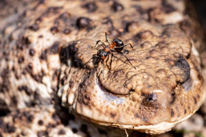 Ant on a toad,