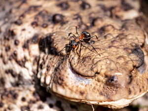 Supporting image for story: Gnosall woman is a winner of wildlife photo competition