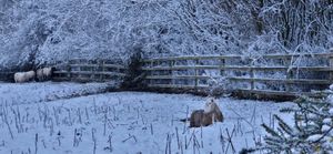 Snow at Little Wenlock on Sunday morning. Photo: Lena Jarl Churm