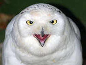 Supporting image for story: Owl's well that ends well!