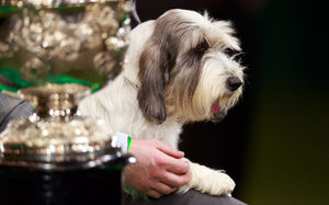 Soletrader Peek A Boo, Petit Basset Griffon Vendéen in 2013. Credit OnEdition and the Kennel Club