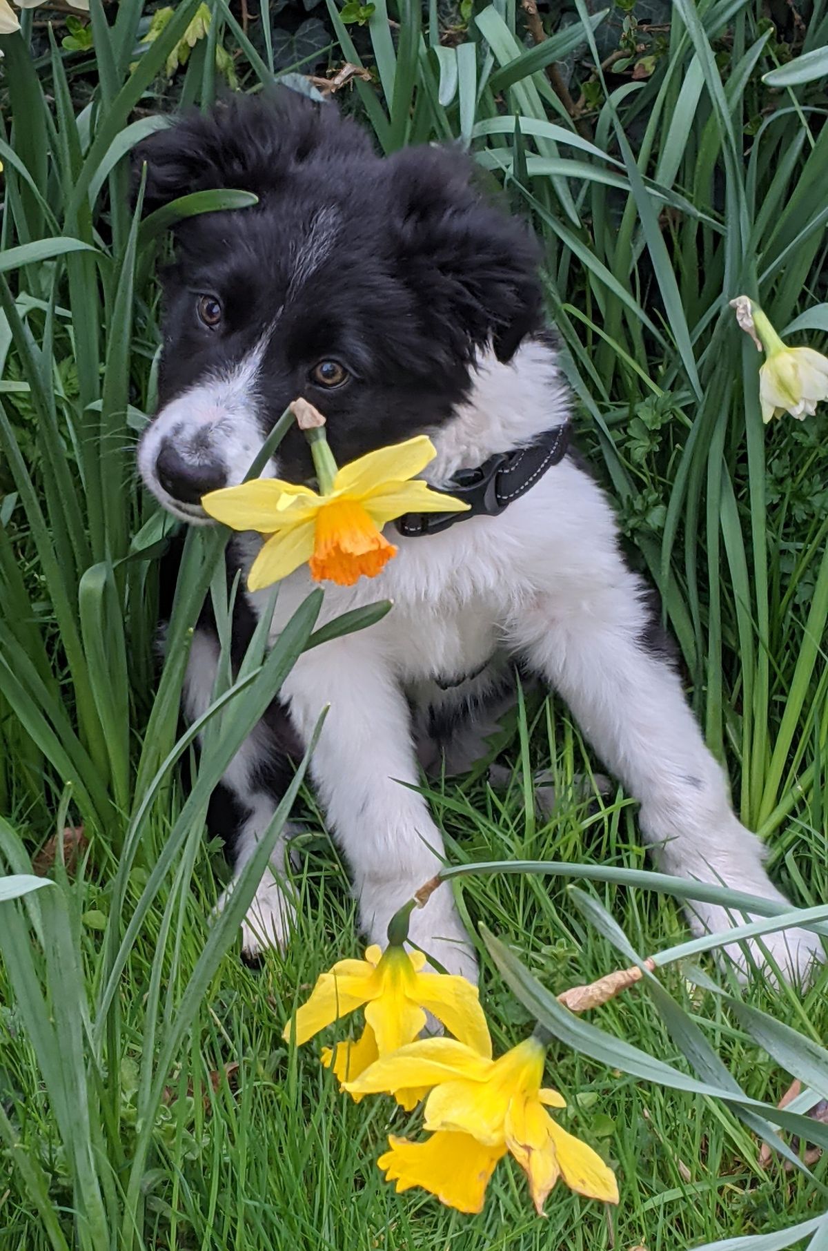 Paws for a cause: Mayor&rsquo;s pet photo contest backs local charities