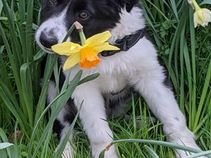 Supporting image for story: Paws for a cause: Mayor’s pet photo contest backs local charities